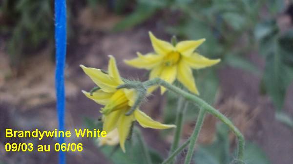 Brandy White_serre_0903_0606_2.JPG
