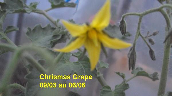 Chrismas Grape 0903_0606_2.JPG
