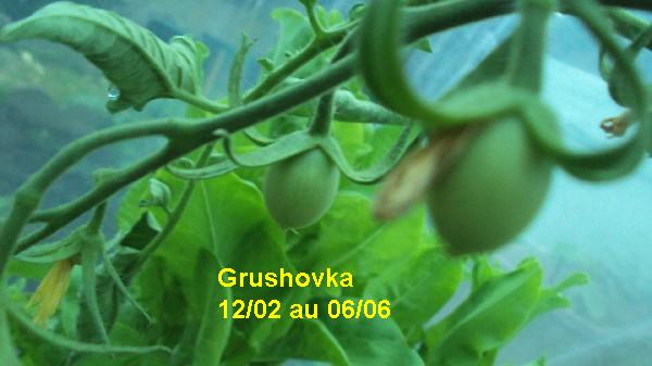 Grushovka 1202_0606_2.JPG