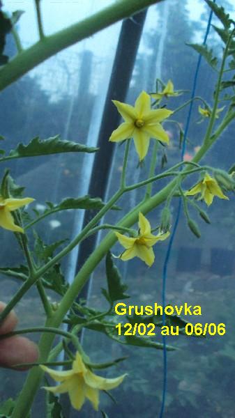 Grushovka 1202_0606_3.JPG