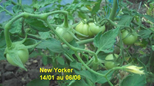 New Yorker_serre_1401_0606_2.JPG