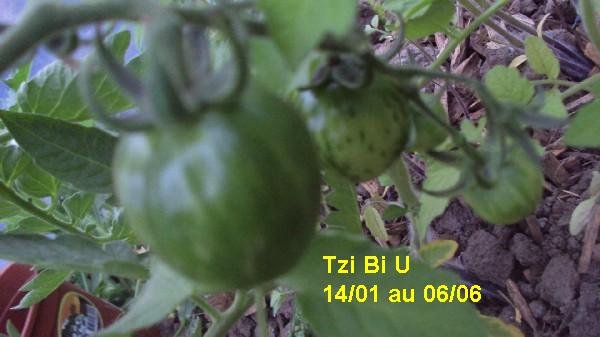 Tzi Bi U_serre_1401_0606_2.JPG