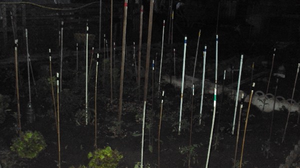 parc tomates nuit_0606.JPG
