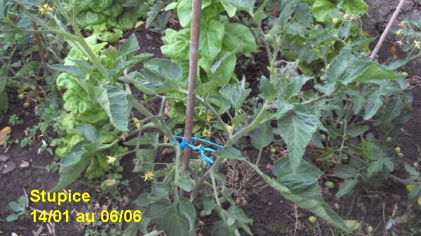 Stupice_ext_1401_0606_1.JPG