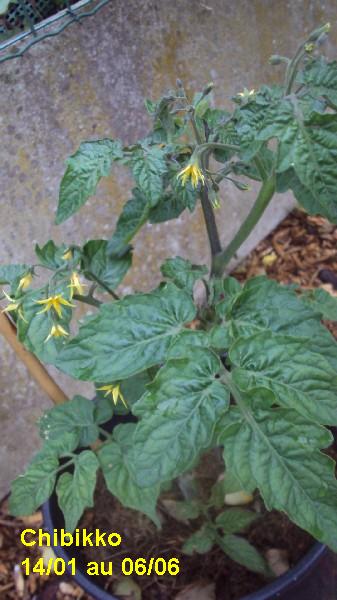 Chibikko_pot_1401_0606_1.JPG