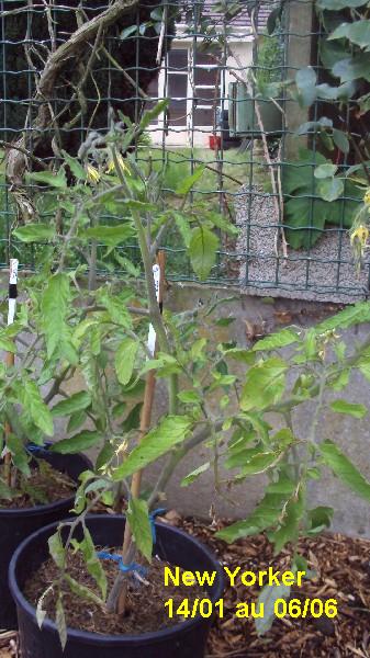 New Yorker_pot_1401_0606_1.JPG