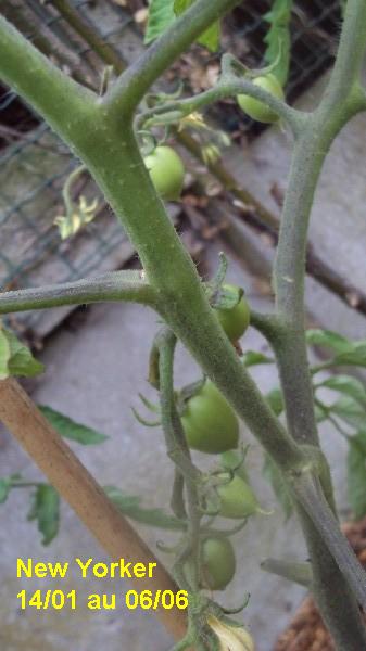 New Yorker_pot_1401_0606_2.JPG
