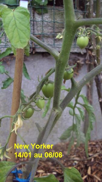 New Yorker_pot_1401_0606_3.JPG