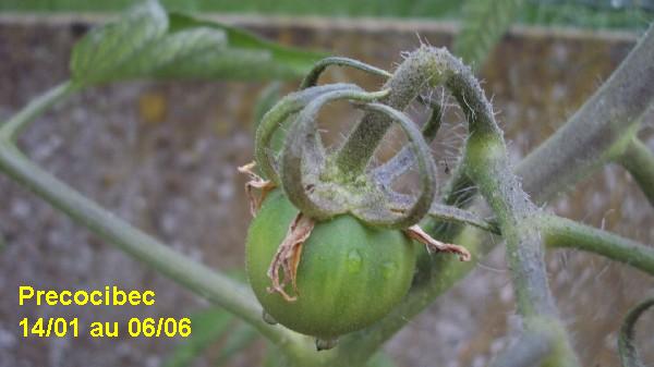 Precocibec_pot_1401_0606_2.JPG