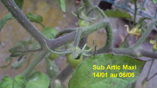 Sub Artic Maxi_pot_1401_0606_2.JPG