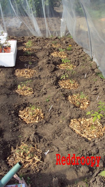 BRF_tomates_010510.JPG