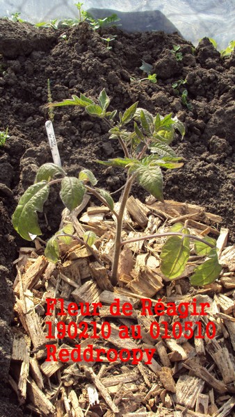 fleur de Réagir_010510.JPG