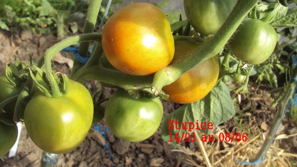 Stupice 1401_0806_1.JPG