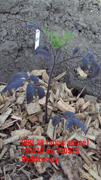 osu28_010510.JPG
