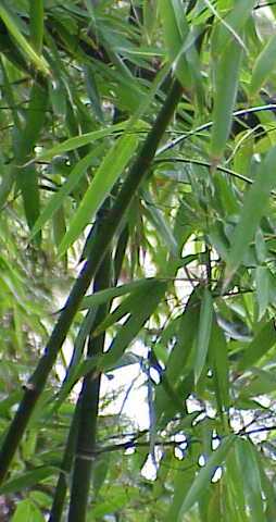 Phyllostachys_aurea0.jpg