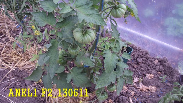 ANEL1 F2_1306_1.jpg