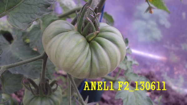 ANEL1 F2_1306_2.jpg