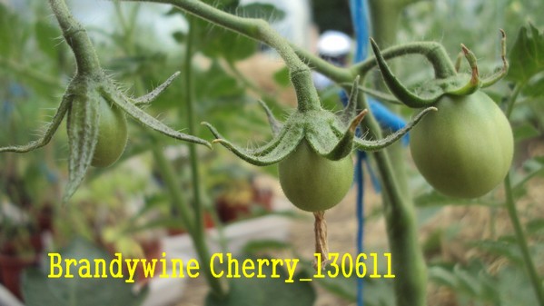 Brandy cherry_1306.jpg