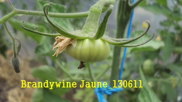 Brandy jaune_1306.jpg