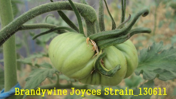 Brandy Joyces strain_1306.jpg
