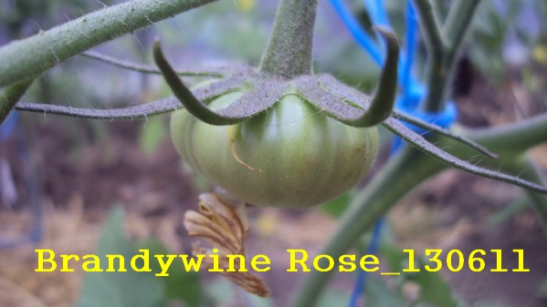 Brandy rose_1306.jpg