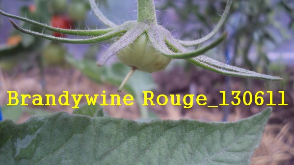 Brandy rouge_1306.jpg