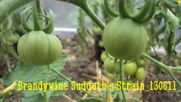 Brandy Sudduth s Strain_1306.jpg