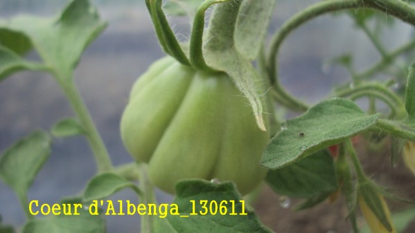 Coeur Albenga_1306.jpg
