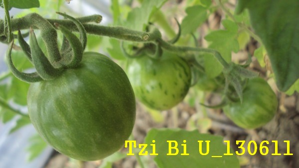 Tzi Bi U_1306.jpg