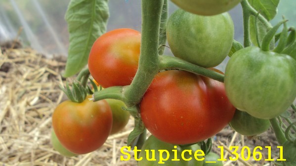 Stupice_1306_1.jpg