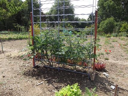 les tomates cerise  dans le porte bouteille