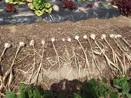 l ail  récolter  pas trop mal pour de l ail de consommation