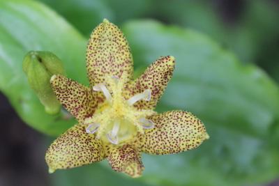 tricyrtis.jpg