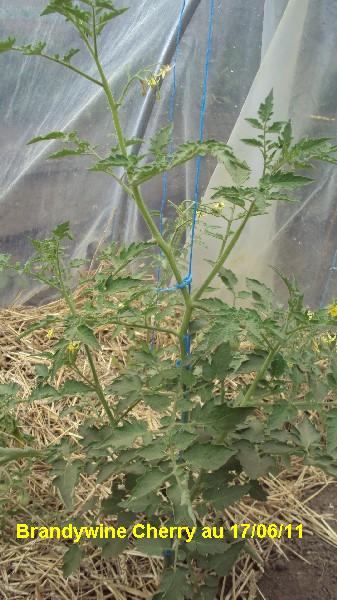 Brandy Cherry_1706_1.JPG
