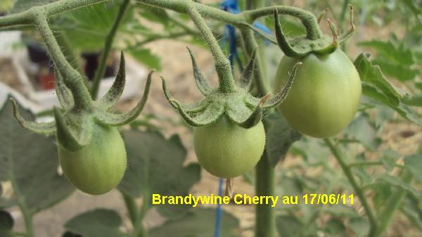 Brandy Cherry_1706_2.JPG
