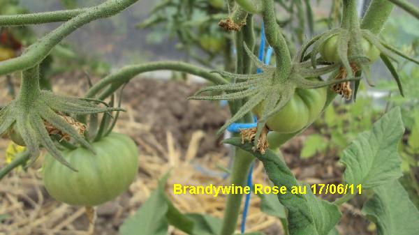 Brandy Rose_1706.JPG