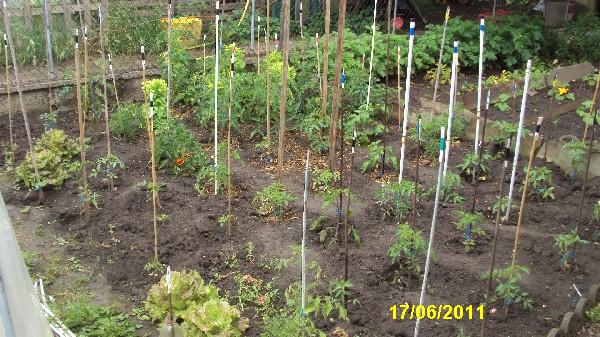 tomates ext_1706.JPG