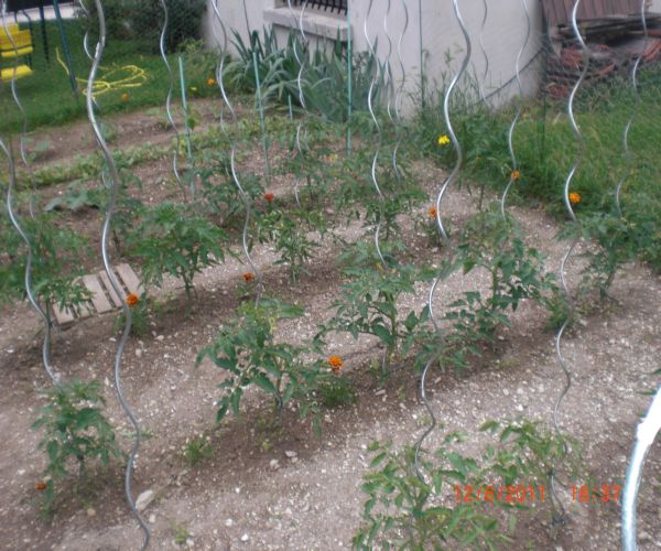Mes plants de tomates