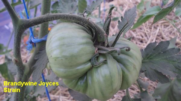 Brandy Joyces Strain_2306.JPG