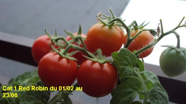 Cat1_Red Robin_2306_3.JPG