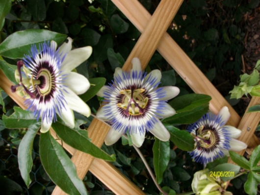 trio caerulea.jpg