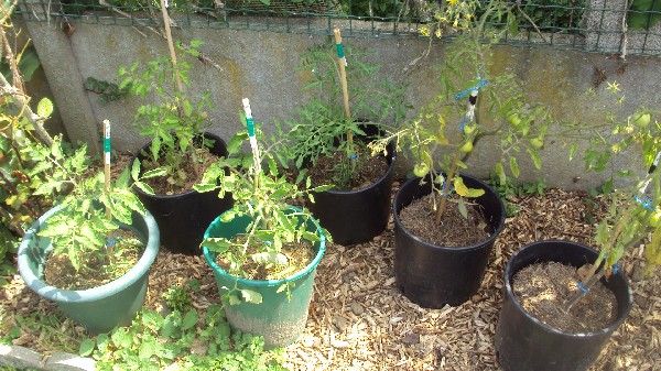 toms_pots_2806_1.JPG