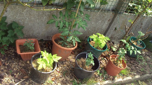 toms_pots_2806_3.JPG