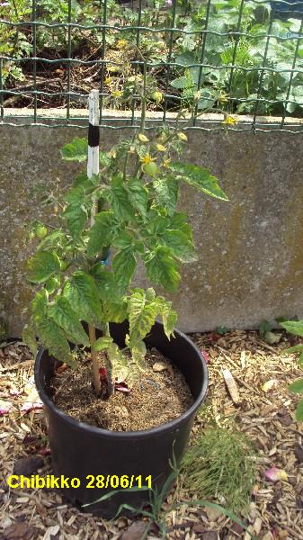 chibikko_pot_2806_1.JPG