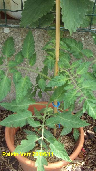 raisin vert_pot_2806.JPG