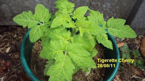 tigerette cherry_pot_2806.JPG