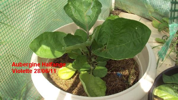 aubergine halfange violette_2806_miniserre_1.JPG