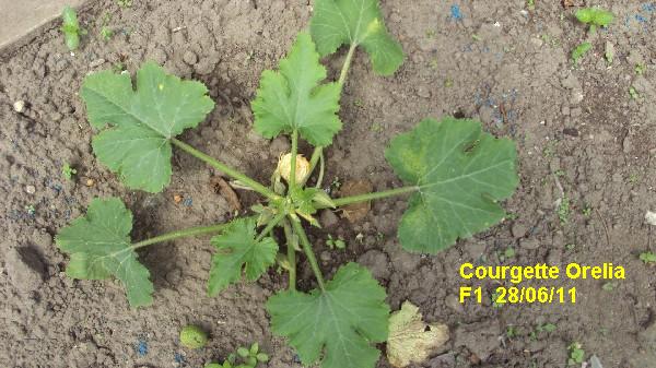 courgette orelia F1_2806_1.JPG