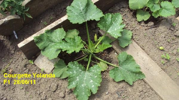 courgette yolanda F1_2806_1.JPG