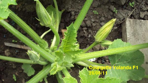 courgette yolanda F1_2806_2.JPG